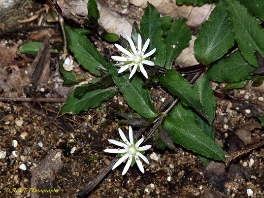 {Stellaria pubera}